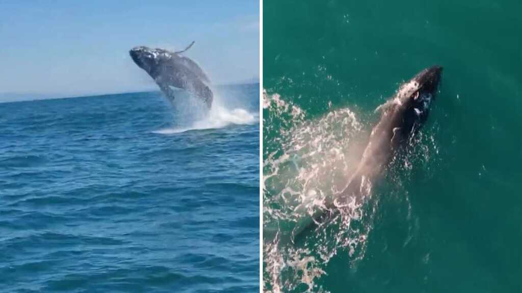 Salto de baleias encanta moradores no Litoral Norte de SC