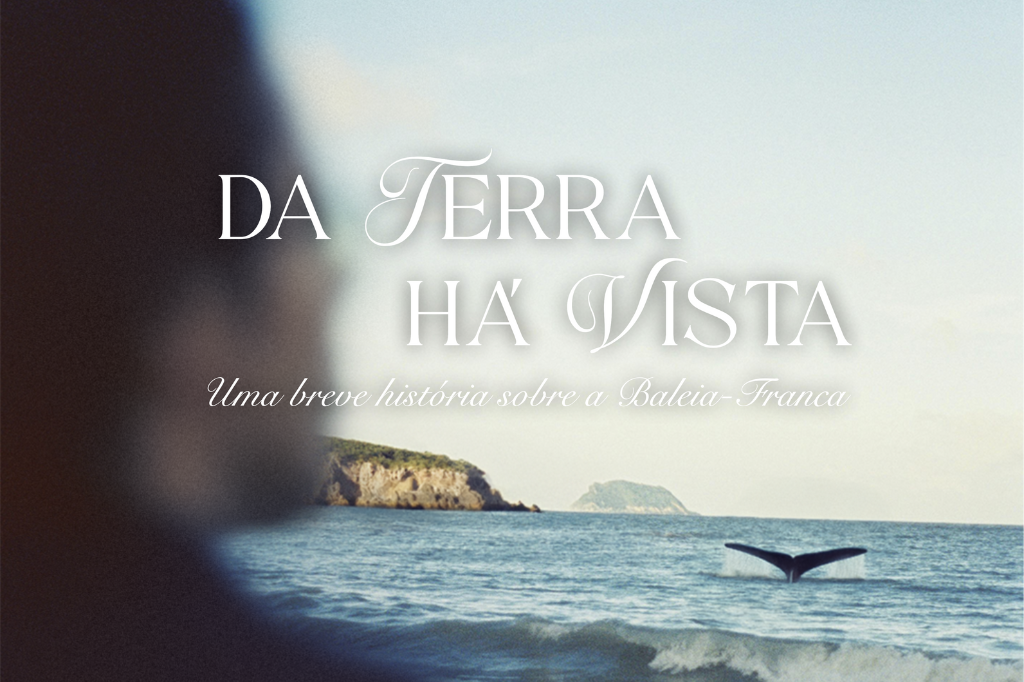 Baleias no cinema: Laguna faz estréia de documentários sobre a vida marinha no Dia Mundial do Meio Ambiente”