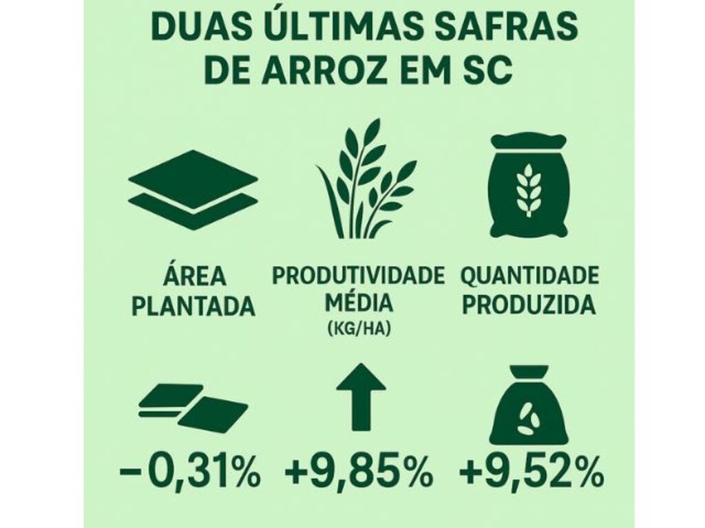 PREÇO DO ARROZ CAI MAIS DE 30% EM SANTA CATARINA E SEGUNDO SEMESTRE SERÁ DESAFIADOR PARA O SETOR