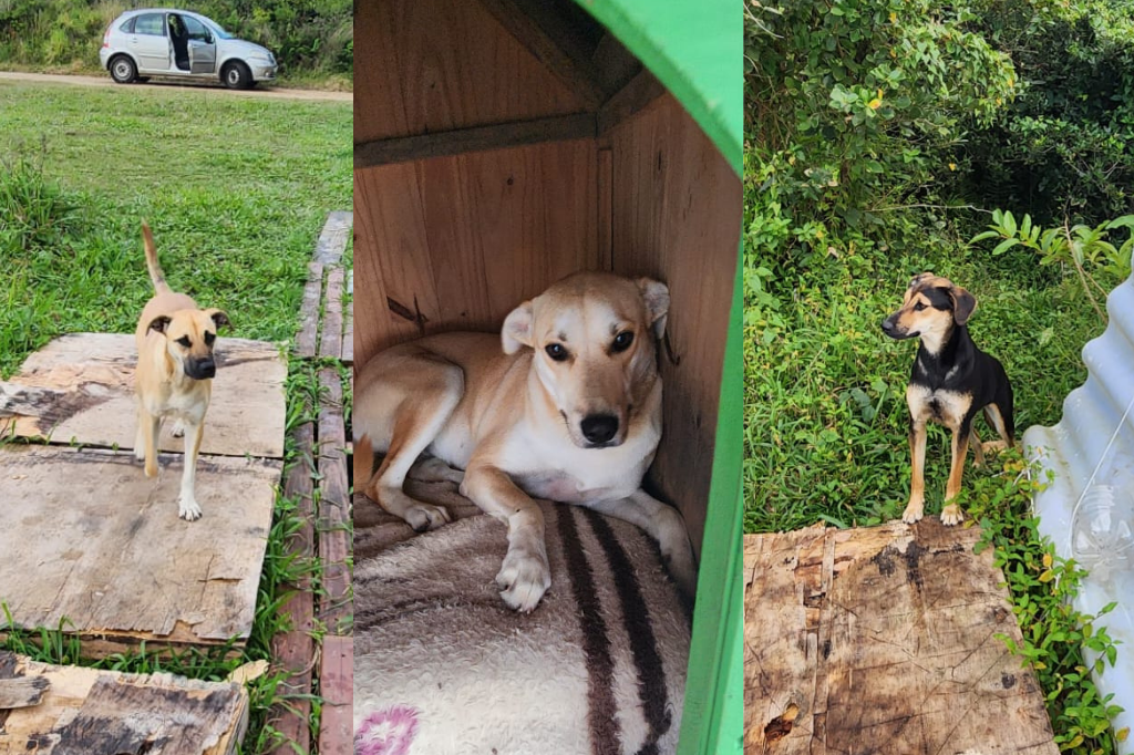 Cães envenenados em Imbituba se recuperam após mobilização de moradores