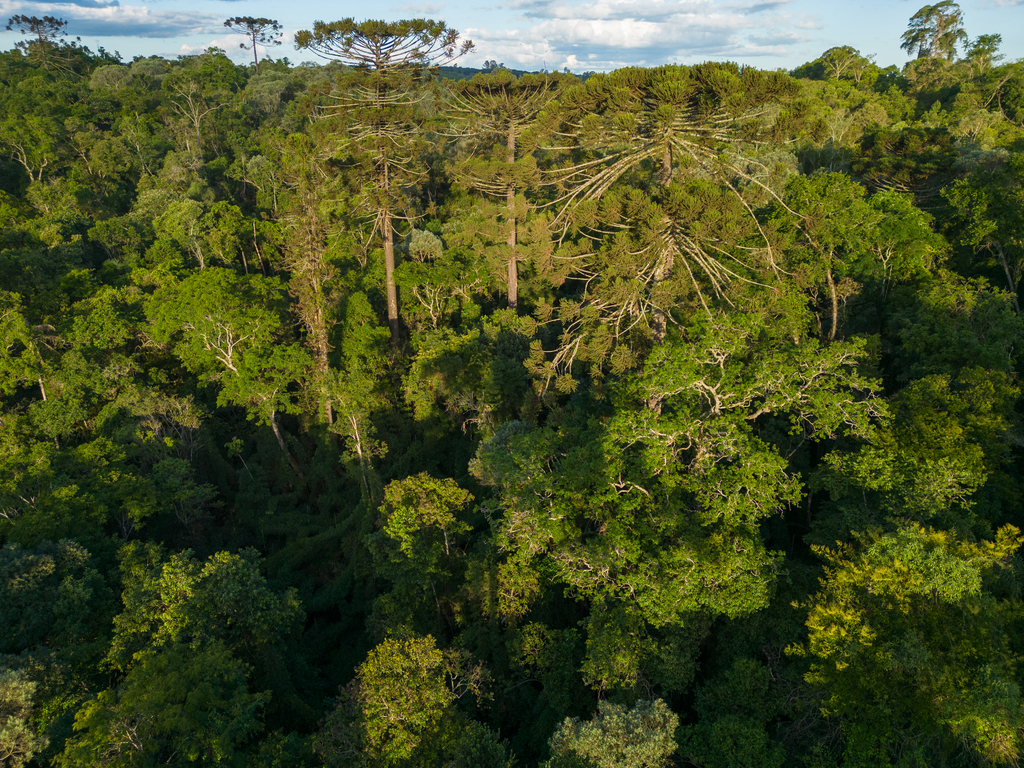 Mais de 1.400 espécies da fauna e da flora brasileira são identificadas em áreas de conservação da Klabin em Santa Catarina