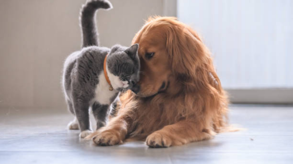 Vacinação contra a gripe é fundamental para saúde dos pets