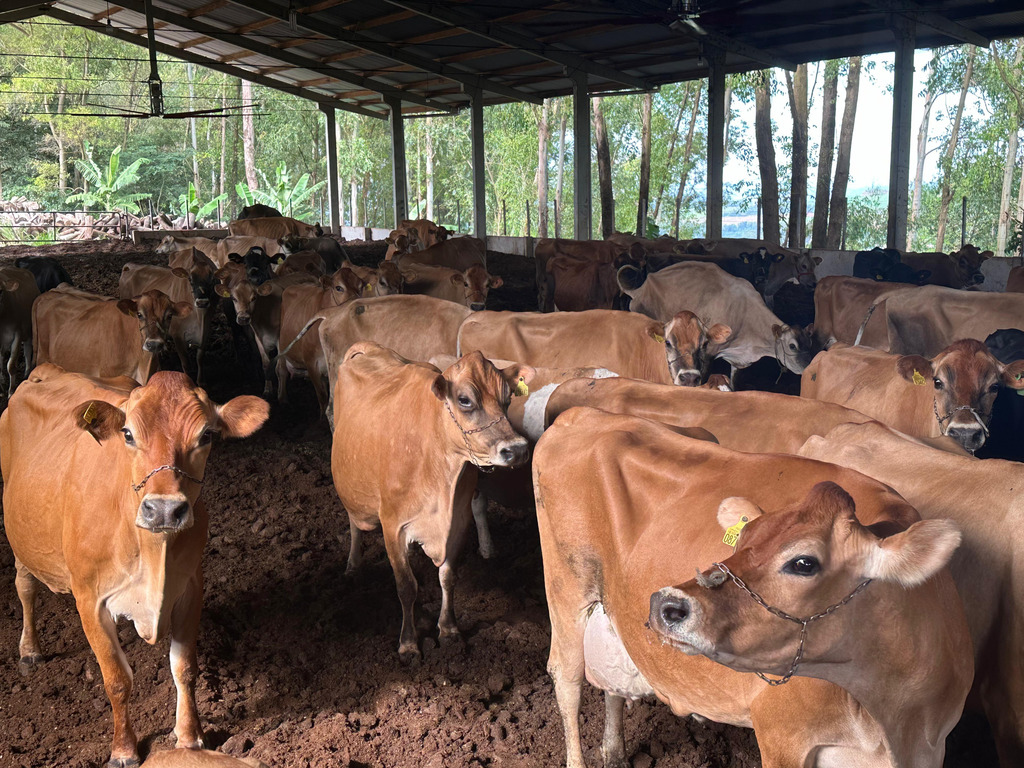 Tunápolis registra crescimento na adesão aos programas Bônus Agrícola e Mais Pecuária