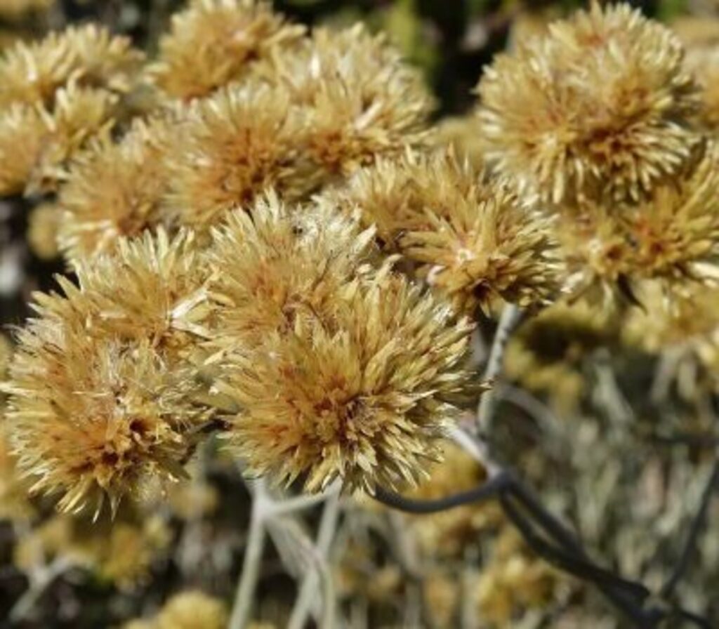Urubici terá associação dedicada ao uso de plantas medicinais