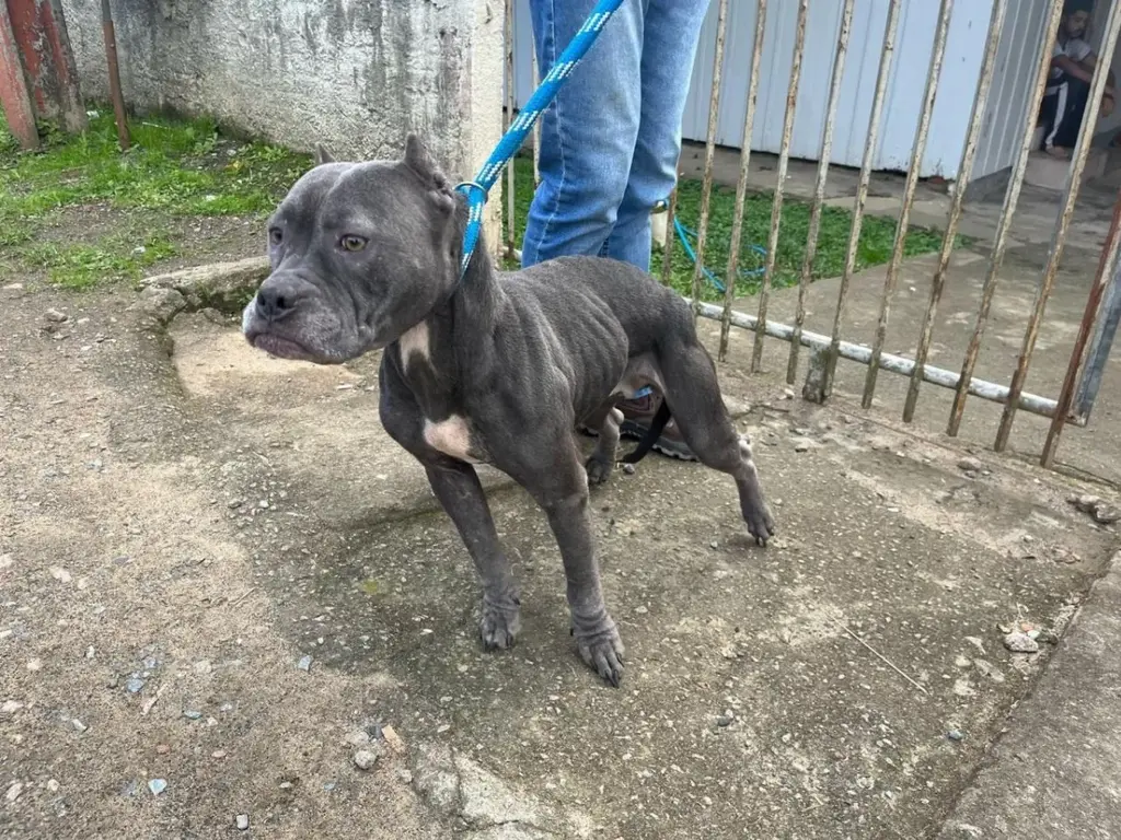 Homens são presos após abandono de animais e ofensa a funcionária pública