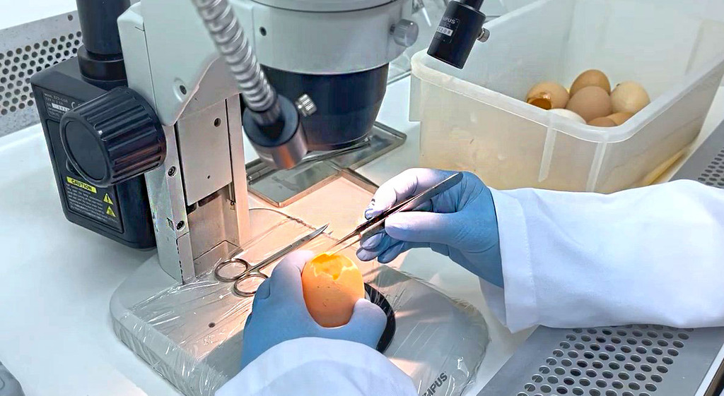 Pesquisa fomentada pelo Governo do Estado desenvolve tecnologia para combater a gripe aviária
