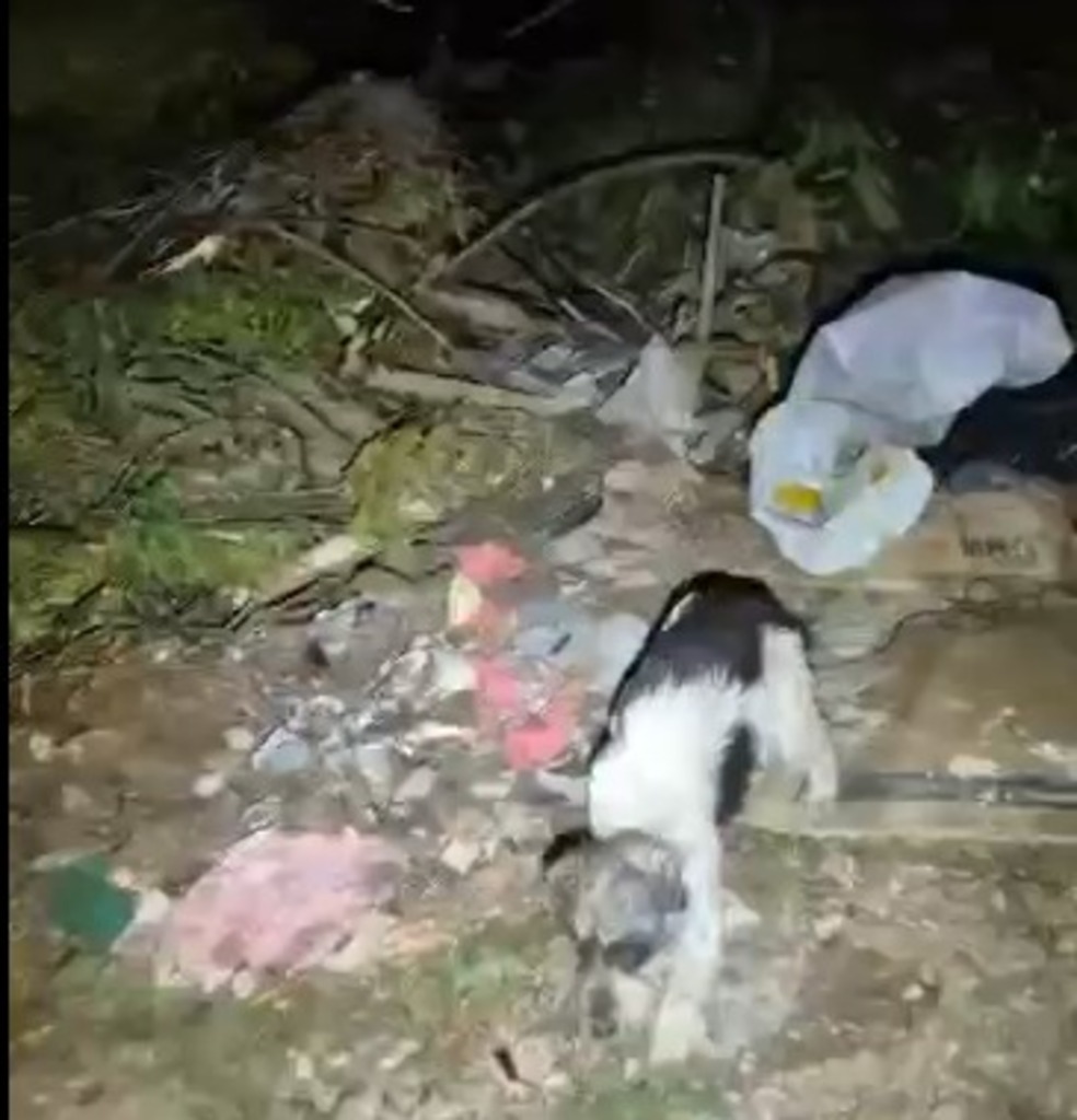 Cão é resgatado de sacola durante patrulha do Choque