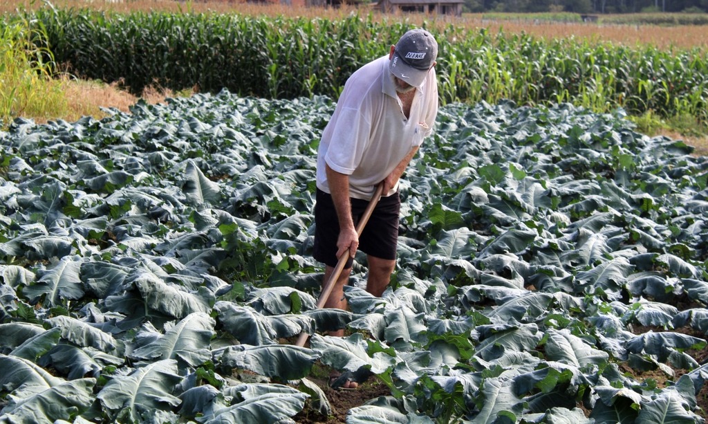 Aberto o prazo para 48 municípios de SC aderirem ao Programa de Aquisição de Alimentos para beneficiar indígenas