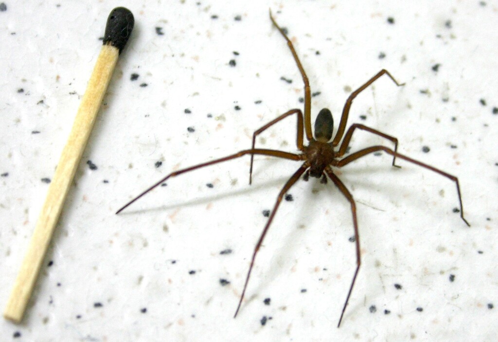 Secretaria da Saúde alerta sobre cuidados com picadas de aranha-marrom