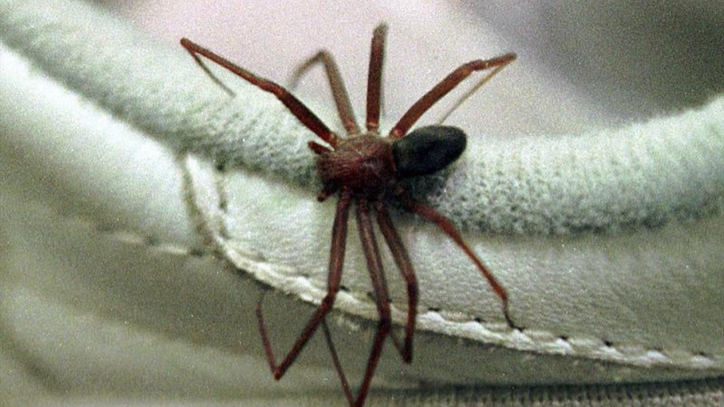 Aranha-marrom exige atenção em SC: SES alerta para prevenção e capacita profissionais de saúde