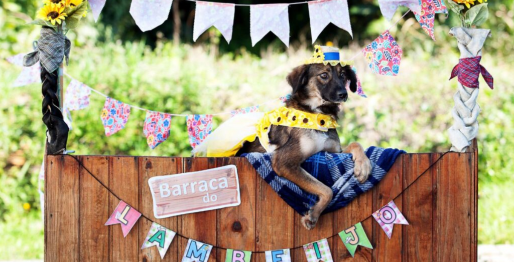 Cães prontos para adoção ganham festa junina e nova chance em feira do CBEA