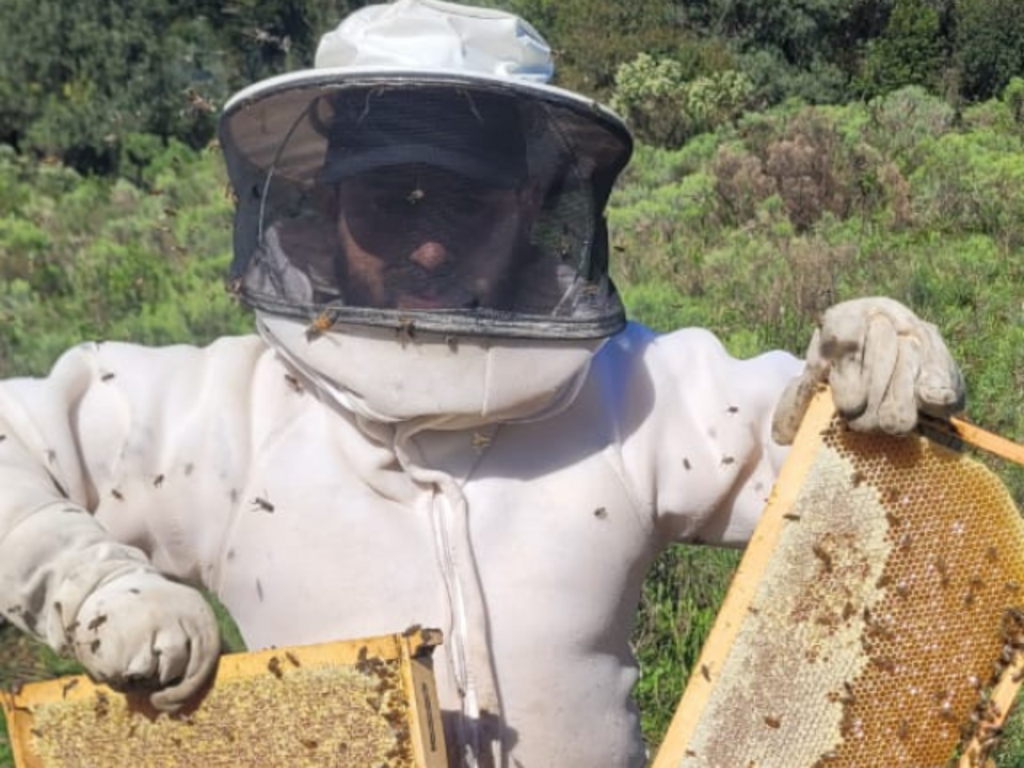 O serviço das abelhas é o que turbina a produção de maçã