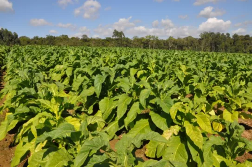 Santa Terezinha organiza reunião com orientadores de fumageiras e inicia preparativos para seminário do tabaco