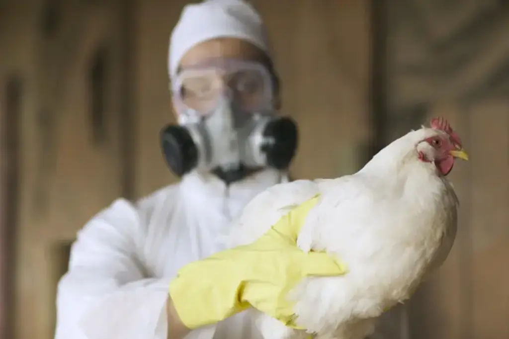 Brasil se declara país livre da gripe aviária após cumprimento de protocolo sanitário