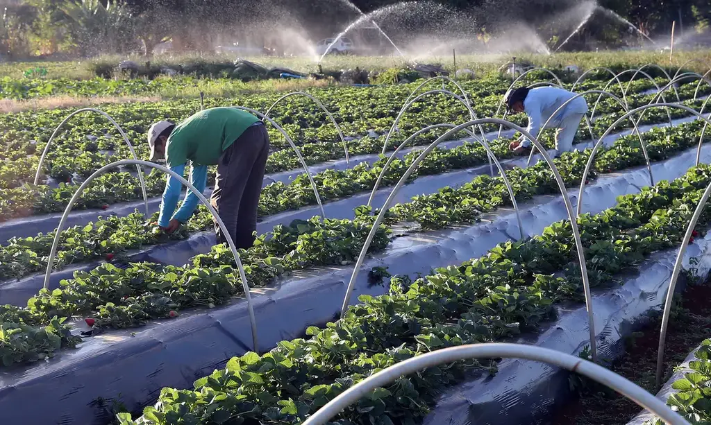 Agricultura Familiar