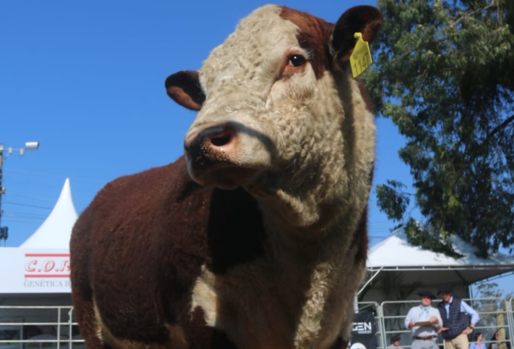 Fenagen Promebo valoriza genética bovina de elite e movimenta negócios