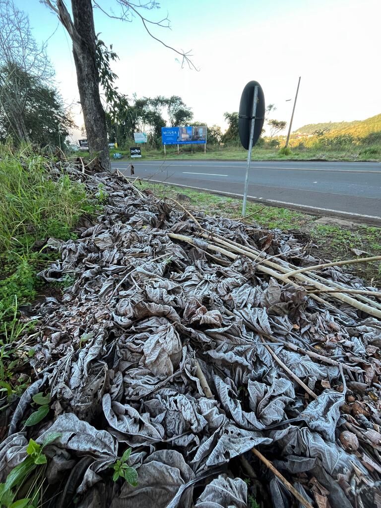 Frio intenso na região: geada é registrada em vários locais