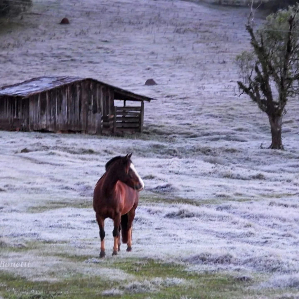 Geada Branca Emociona e Embeleza o Amanhecer em Zortéa