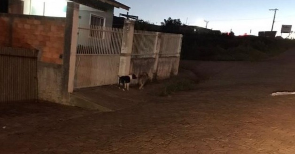 Furtos e ataque de cães mobilizam a Polícia Militar em três ocorrências em Itaiópolis