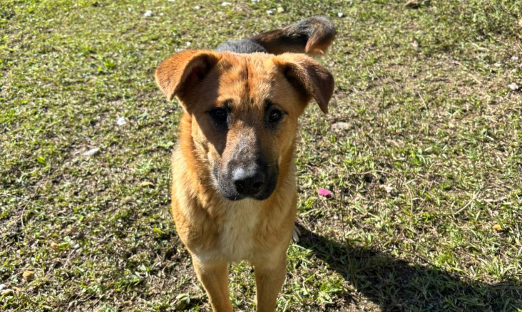 Campanha de adoção de cães será realizada neste sábado em Urussanga