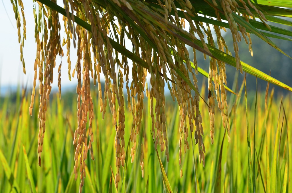 Litoral Norte de SC bate recorde na safra de arroz 2024/25