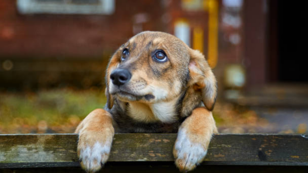 Imagem iStock - Ataques a cães continuam em Imbituba: quatro animais são envenenados no Campo de Aviação