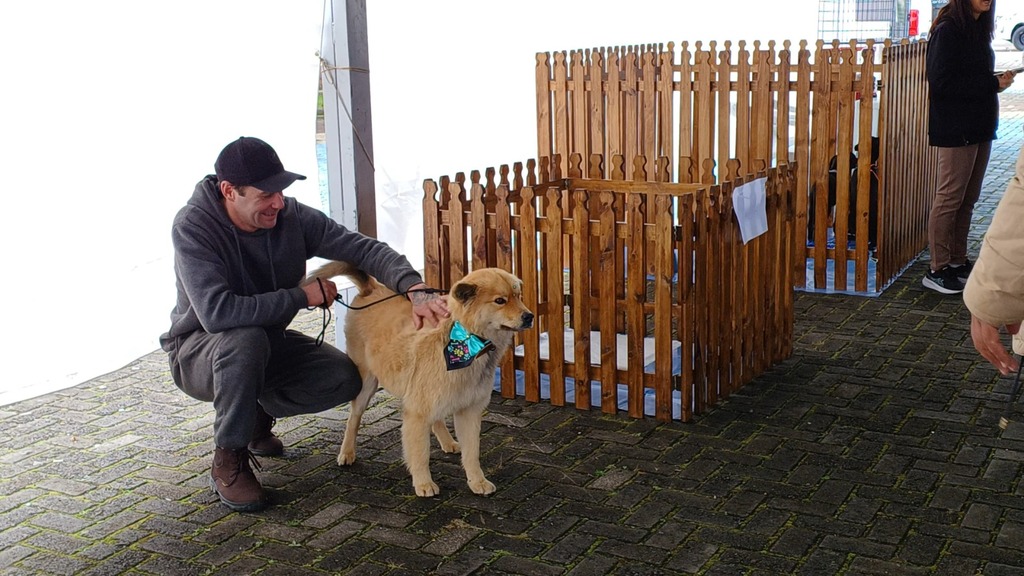 Feira de Adoção garante novos lares para cães em Otacílio Costa