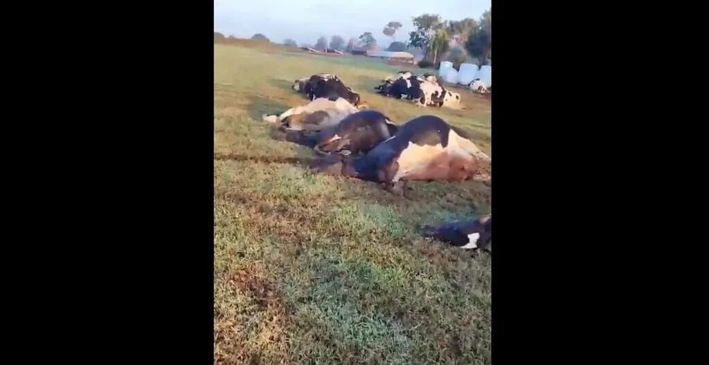 Vaca morde tomada, e 32 animais morrem eletrocutados