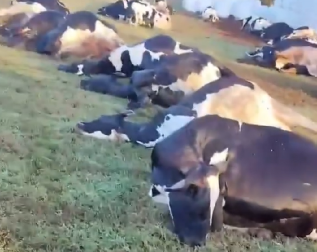 Comunidade se une para apoiar família que perdeu 32 vacas em acidente no interior de Marechal Cândido Rondon