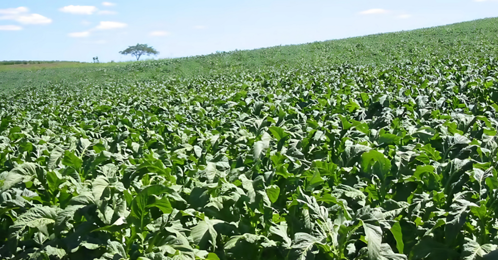 Alto Vale: cultivo de tabaco expõe agricultores e água à contaminação, aponta pesquisa