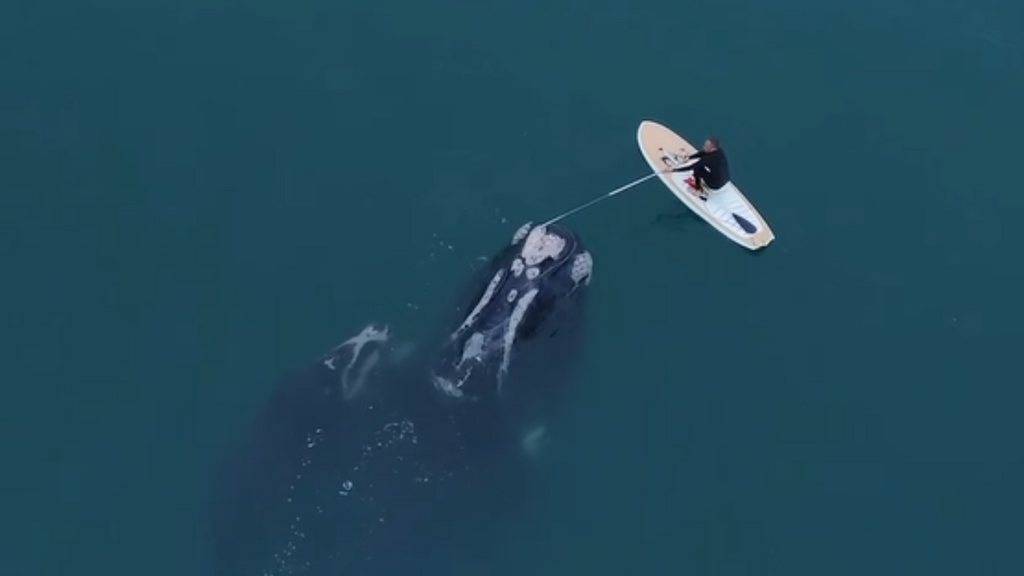 Baleia-franca presa em rede de pesca é resgatada