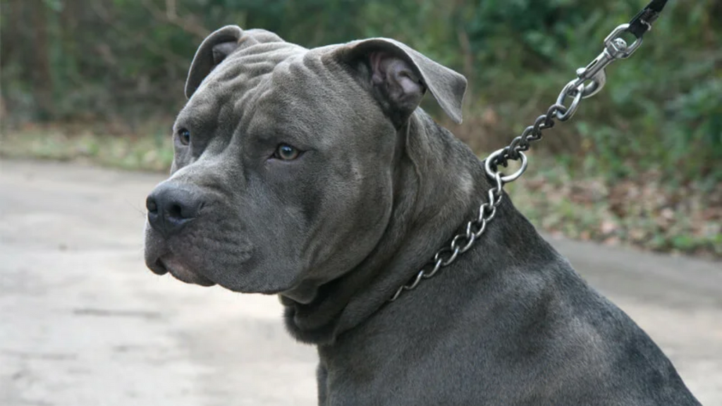 Imagem reprodução petz.com.br - Bombeiros auxiliam mulher após cão avançar contra pit bulls de estimação e gerar confusão no meio da rua em Imbituba