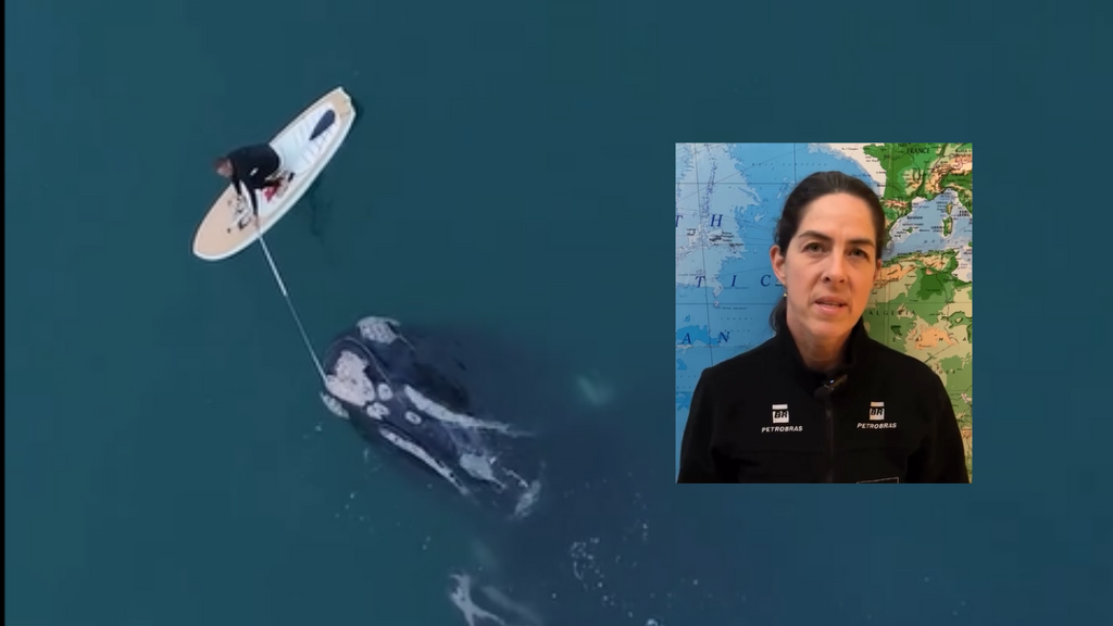 Um ato heróico ou não? Homem retira rede de pesca presa em baleia-franca e pode ser multado pela ação