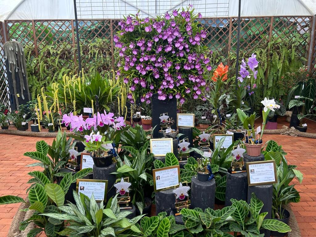Festival das Flores de Inverno celebra 87 anos da AJAO