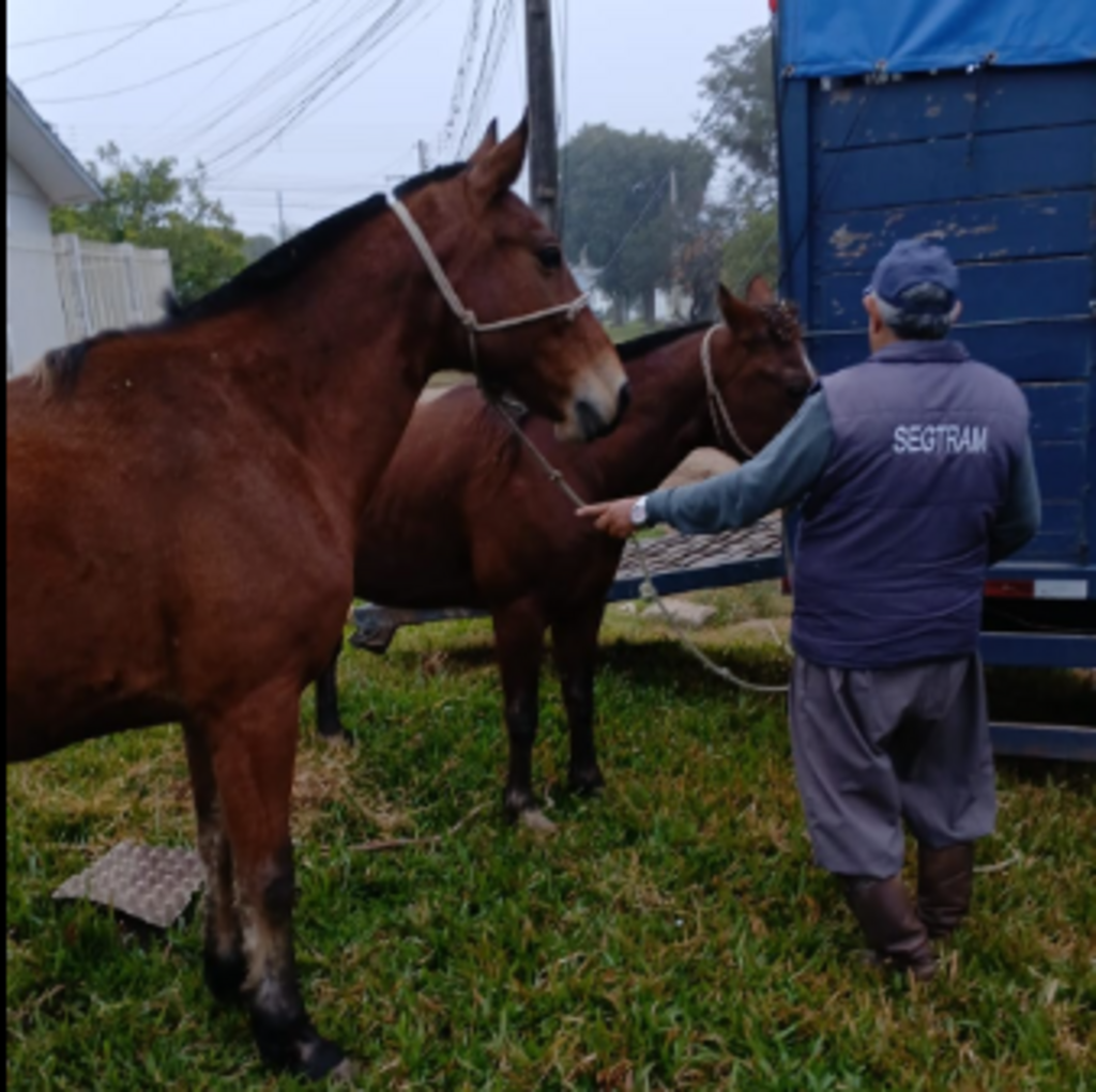 Fiscalização retira mais de 20 cavalos soltos nas vias da cidade