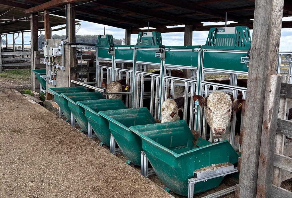 Seleção genética busca produzir mais carne com menos alimento