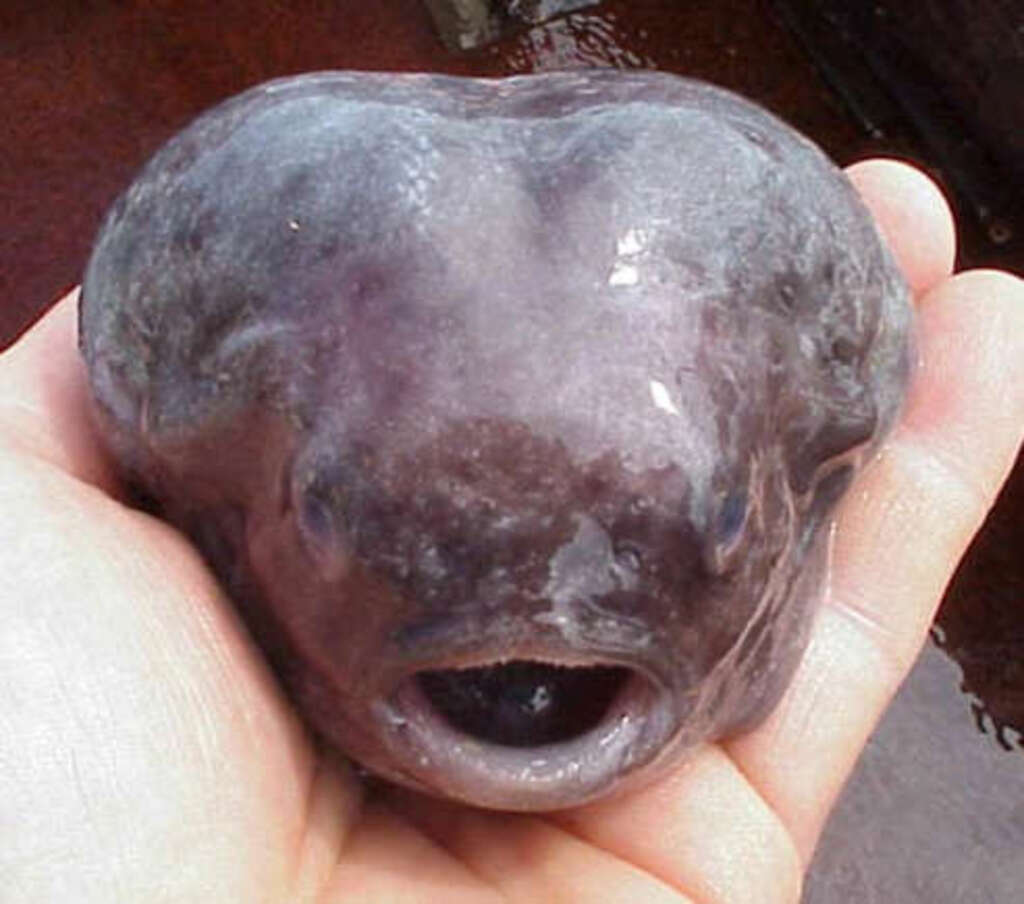 Vídeo de pescador mostra peixe com aparência 