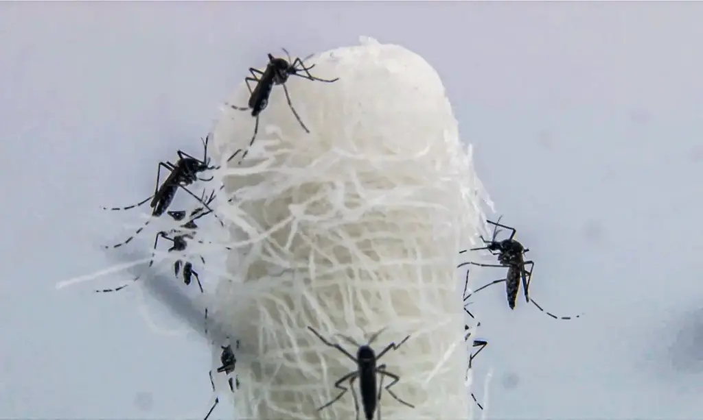 Capital paulista tem queda de 90,5% nos casos confirmados de dengue
