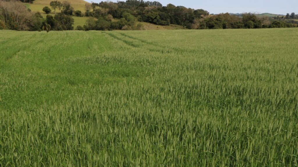 Bagé se aproxima de 80% da área semeada com trigo
