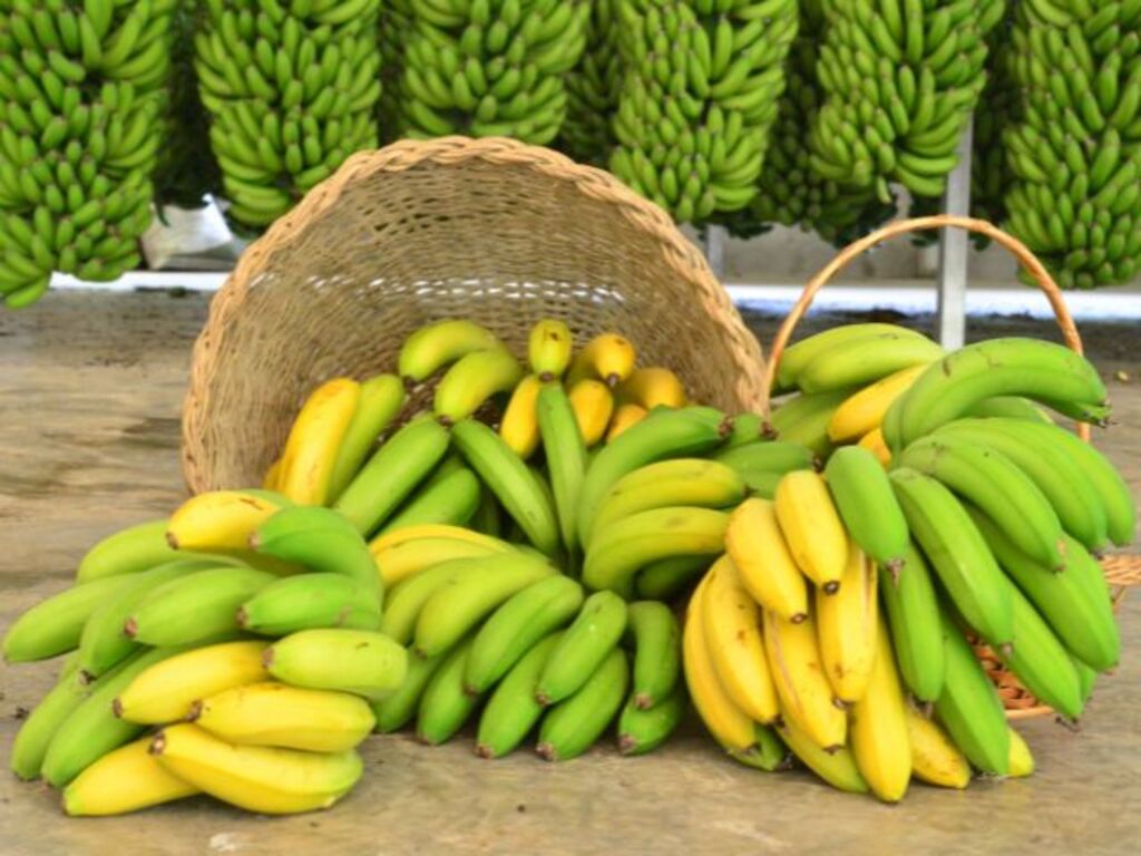 SANTA CATARINA LIDERA EXPORTAÇÕES E PREVÊ SAFRA RECORDE DE BANANA EM 2025