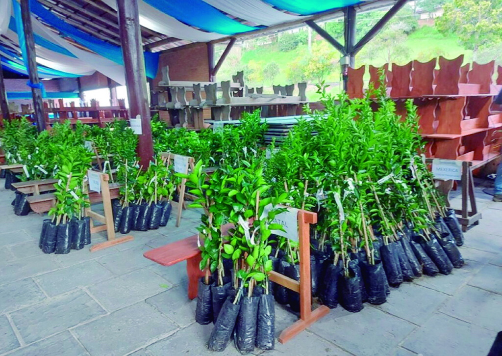 Campanha de Mudas Frutíferas incentiva produção e diversificação agrícola em Otacílio Costa