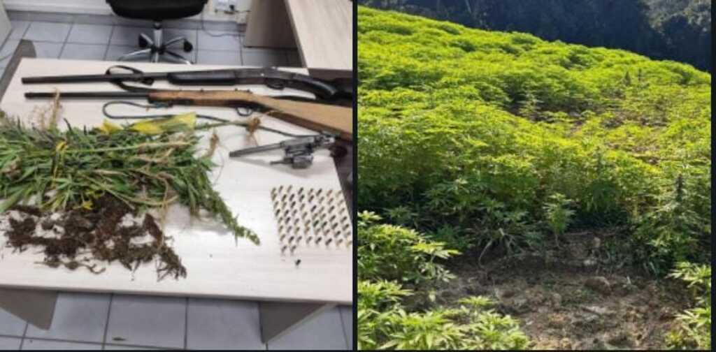 Polícia Militar descobre plantação com 138 mil pés de maconha em José Boiteux
