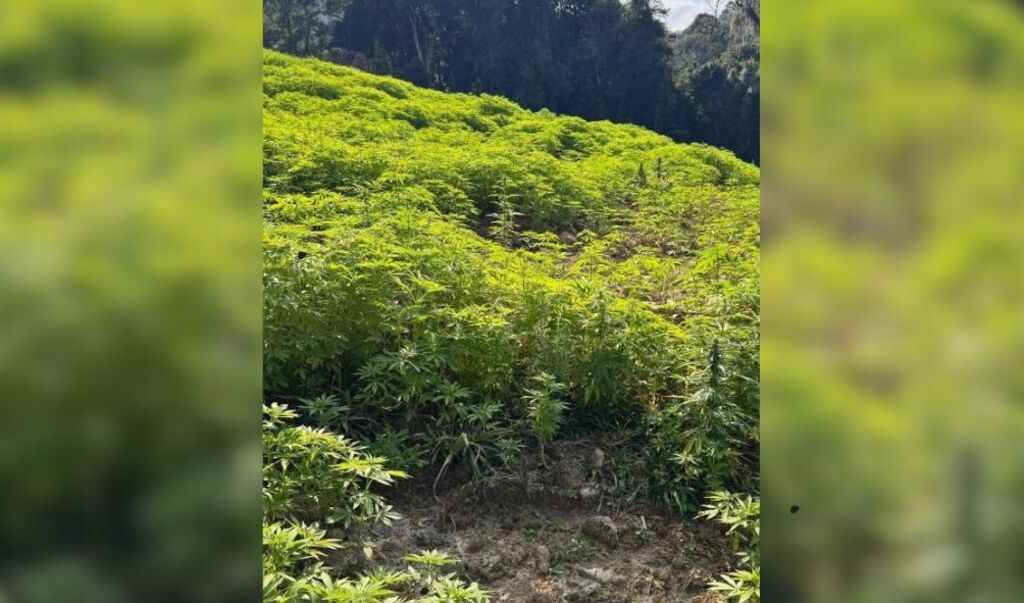 Polícia flagra 138 mil pés de maconha sendo cultivados em terreno de propriedade rural