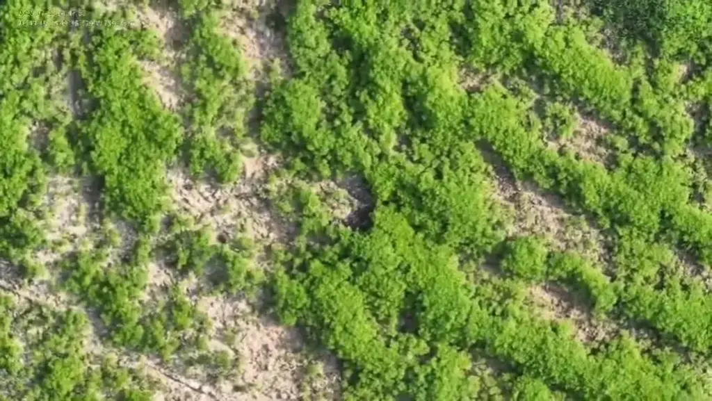 Mega plantação de maconha é descoberta em José Boiteux com mais de 138 mil pés da planta