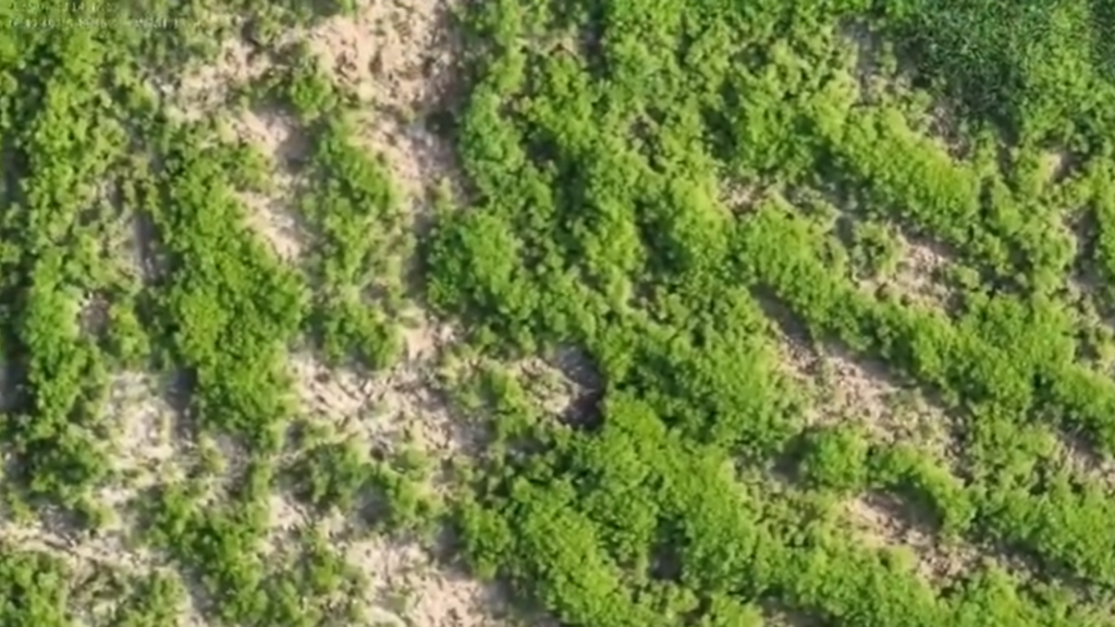 Imagem reprodução vídeo SCC10 - Mega plantação de maconha é descoberta em Santa Catarina na segunda maior apreensão já registrada no país; confira o vídeo