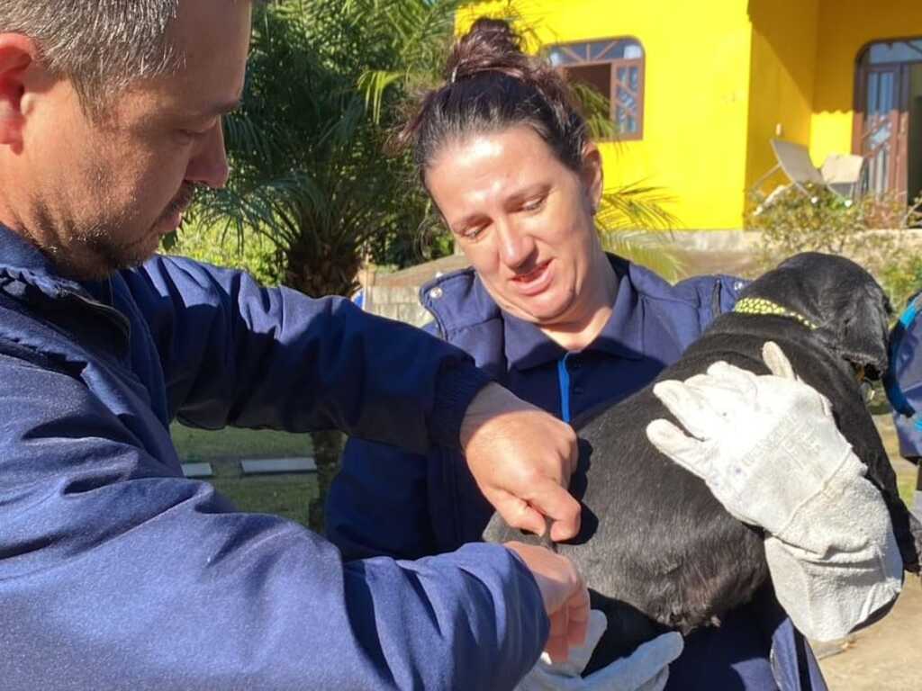 Prefeitura vacina mais de 390 animais em ação preventiva contra a raiva em São Francisco do Sul