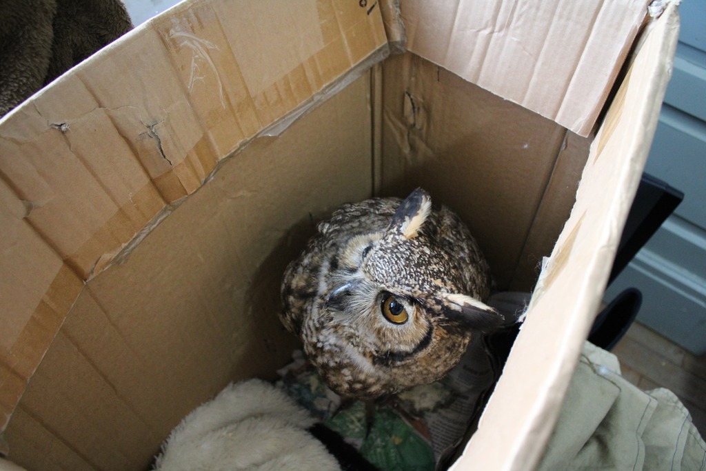 Animais silvestres encontram refúgio na 1ª DP de Bagé