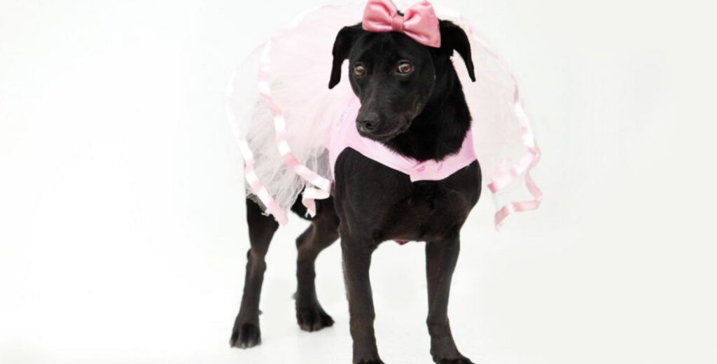 Com patinhas no ritmo, animais do CBEA participam do Dog Dance Day em Joinville