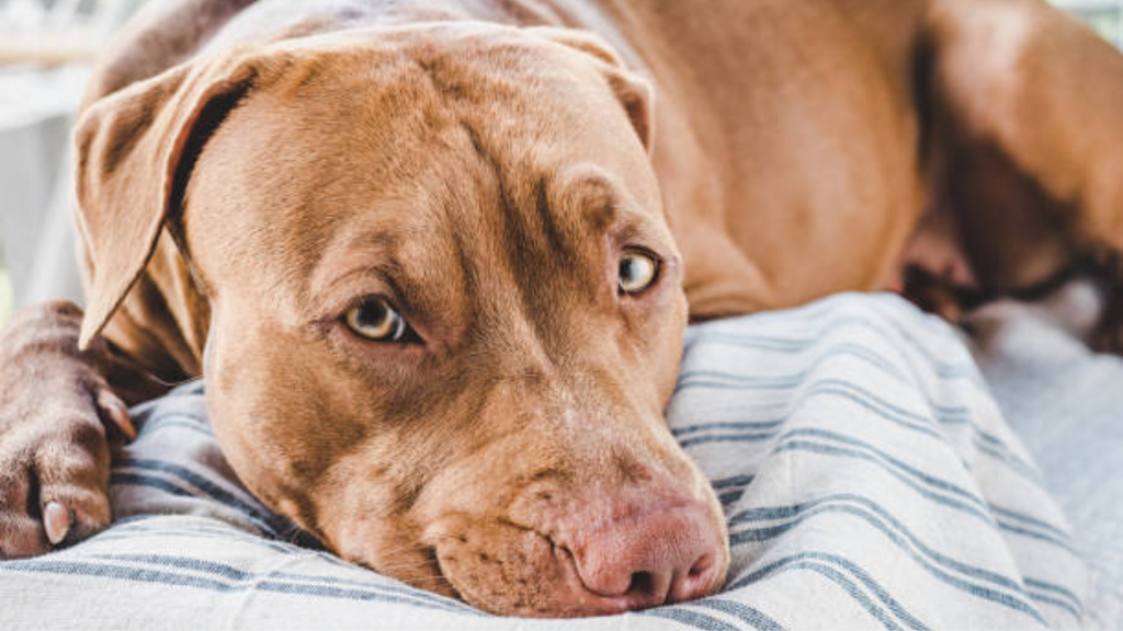 Imagem: iStock - Três cães morrem após possível envenenamento e Polícia Militar abre investigação
