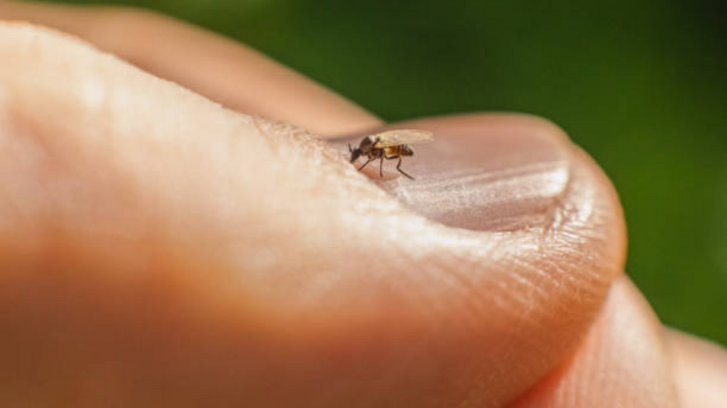 Imagem iStock - Surto de febre oropouche avança no Brasil e desafia autoridades de saúde